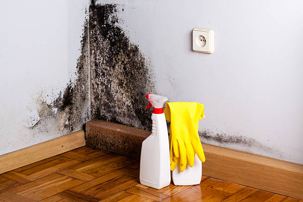 Professional Mold Remediation in Walthourville, GA